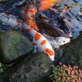 Koi fish getting food