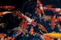 Koi fish. A group of colorful carp fish swimming in the fish pond. Beautiful animal background texture Royalty Free Stock Photo