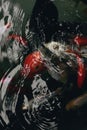 Koi fish Royalty Free Stock Photo