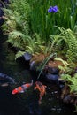 Koi Fish and Iris in the Portland Japanese Garden Royalty Free Stock Photo