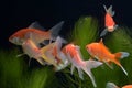 Koi fish isolated on black background and green water plants Royalty Free Stock Photo