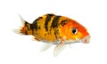 Koi fish isolated on the white background