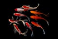 Nine of the best koi fish Black background Royalty Free Stock Photo