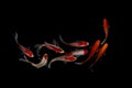 Nine of the best koi fish Black background Royalty Free Stock Photo