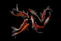 Nine of the best koi fish Black background Royalty Free Stock Photo