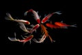 Nine of the best koi fish Black background Royalty Free Stock Photo