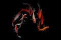 Nine of the best koi fish Black background Royalty Free Stock Photo