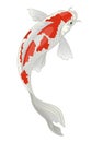 Koi fish japan in red and white kohaku pattern Royalty Free Stock Photo