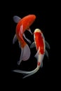 Koi fish japanese Black background