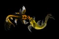 Koi fish japanese Black background