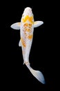 Koi fish on black background