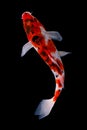 Koi fish on black background