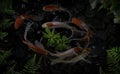 Koi fish in artificial ponds with green plants Royalty Free Stock Photo