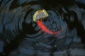 Koi fish in the lake Royalty Free Stock Photo