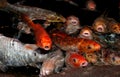 Koi fish lips Royalty Free Stock Photo