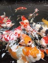 Koi Fish living in water with colourfull body Royalty Free Stock Photo