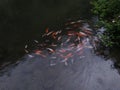 Koi fish looking for food Royalty Free Stock Photo