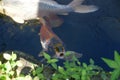 Koi Fish Looking for Food in a Fish Pond Royalty Free Stock Photo