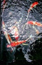 Koi fish at the fish market Royalty Free Stock Photo