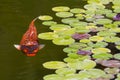 Koi fish