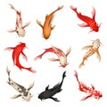 Koi fish set Royalty Free Stock Photo