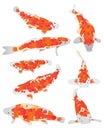 Koi fish orange set Royalty Free Stock Photo