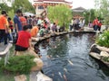 Koi fish pond