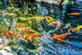 Koi fish in the pond Royalty Free Stock Photo