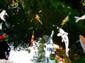 koi fish in the pond Royalty Free Stock Photo