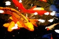 Koi fish pond Royalty Free Stock Photo