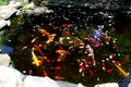 Koi fish pond Royalty Free Stock Photo