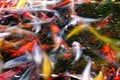 Koi Fish Pond Abstract Royalty Free Stock Photo