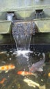koi fish pond behind the house with a mini waterfall