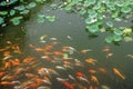 Koi fish in the pond, carp fish