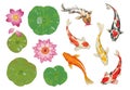 Koi fish in pond. Cartoon traditional oriental scene with golden carp, lotus leaves and flowers. Japanese water pool