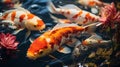 Koi fish in the pond. Colorful fishes in the pond Royalty Free Stock Photo