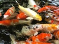 Koi fish in a pond. Colorful fishes in the pond. Royalty Free Stock Photo