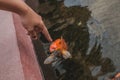 Koi fish in a pond eating from hand Royalty Free Stock Photo