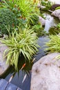 Koi fish in pond garden Royalty Free Stock Photo