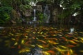 Koi fish in pond at the garden with a waterfall