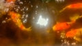 Koi fish in a pond illuminated with lights