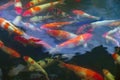 Koi fish in pond Royalty Free Stock Photo