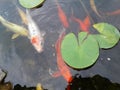 Koi fish pond lily pads Royalty Free Stock Photo