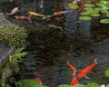 Koi fish in the pond