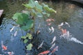 Koi fish pond