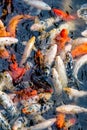 Koi fish in a pond / river Royalty Free Stock Photo