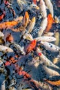 Koi fish in a pond / river Royalty Free Stock Photo