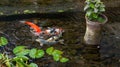 Koi fish in the pond