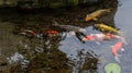 Koi fish in the pond