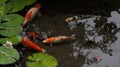 Koi fish in the pond